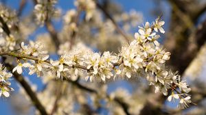 Preview wallpaper flowers, branch, apple tree, nature