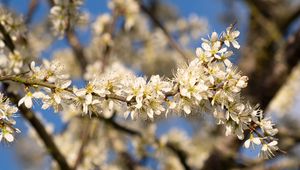 Preview wallpaper flowers, branch, apple tree, nature