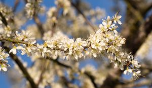 Preview wallpaper flowers, branch, apple tree, nature