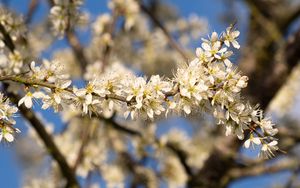 Preview wallpaper flowers, branch, apple tree, nature