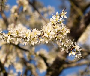 Preview wallpaper flowers, branch, apple tree, nature