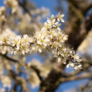 Preview wallpaper flowers, branch, apple tree, nature