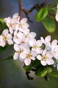 Preview wallpaper flowers, branch, apple tree, bloom, petals