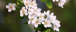 Preview wallpaper flowers, branch, apple tree, bloom, petals