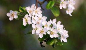 Preview wallpaper flowers, branch, apple tree, bloom, petals