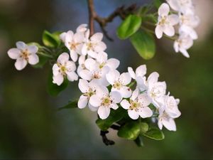 Preview wallpaper flowers, branch, apple tree, bloom, petals