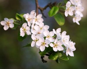 Preview wallpaper flowers, branch, apple tree, bloom, petals