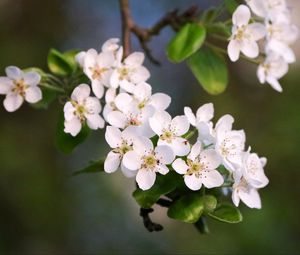 Preview wallpaper flowers, branch, apple tree, bloom, petals