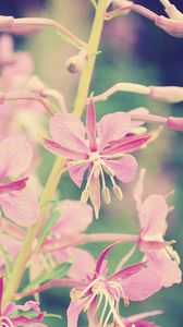 Preview wallpaper flowers, branch, background, faded