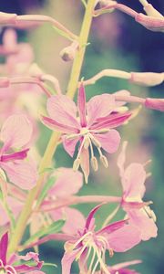 Preview wallpaper flowers, branch, background, faded