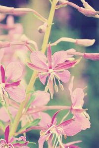 Preview wallpaper flowers, branch, background, faded