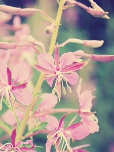 Preview wallpaper flowers, branch, background, faded