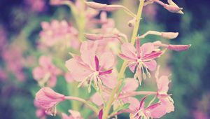 Preview wallpaper flowers, branch, background, faded