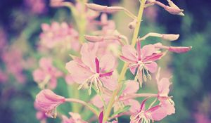 Preview wallpaper flowers, branch, background, faded