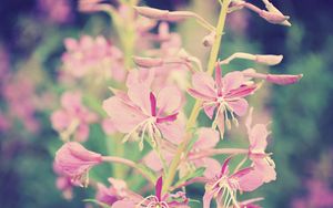 Preview wallpaper flowers, branch, background, faded