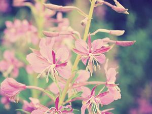 Preview wallpaper flowers, branch, background, faded