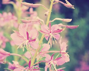 Preview wallpaper flowers, branch, background, faded