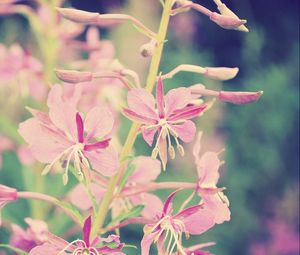 Preview wallpaper flowers, branch, background, faded