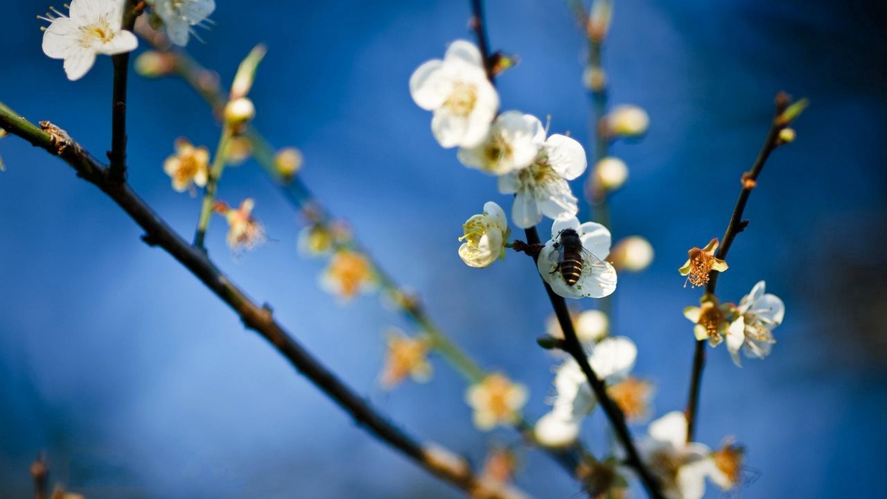 Wallpaper flowers, branch, bee, pollinated