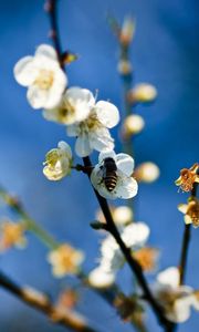 Preview wallpaper flowers, branch, bee, pollinated