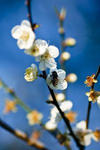 Preview wallpaper flowers, branch, bee, pollinated