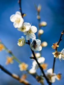 Preview wallpaper flowers, branch, bee, pollinated