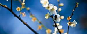 Preview wallpaper flowers, branch, bee, pollinated