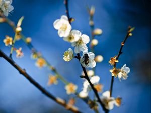 Preview wallpaper flowers, branch, bee, pollinated