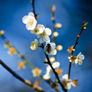 Preview wallpaper flowers, branch, bee, pollinated