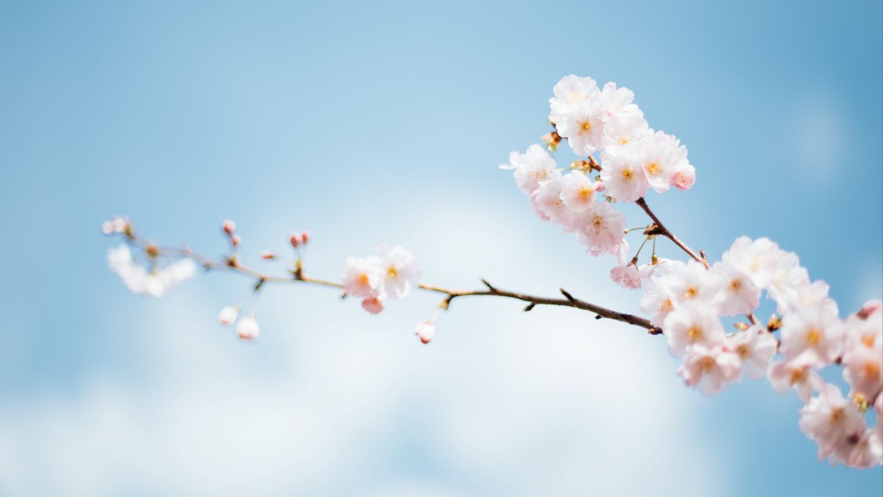 Wallpaper flowers, branch, bloom, spring