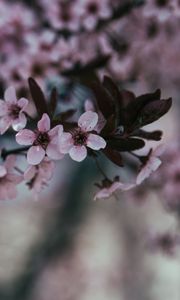 Preview wallpaper flowers, branch, bloom, spring