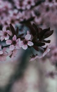 Preview wallpaper flowers, branch, bloom, spring