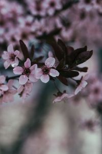 Preview wallpaper flowers, branch, bloom, spring