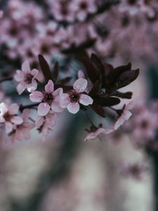 Preview wallpaper flowers, branch, bloom, spring
