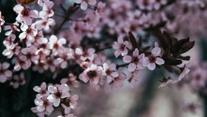 Preview wallpaper flowers, branch, bloom, spring