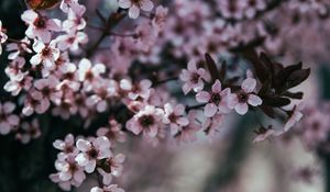 Preview wallpaper flowers, branch, bloom, spring