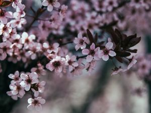 Preview wallpaper flowers, branch, bloom, spring