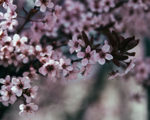 Preview wallpaper flowers, branch, bloom, spring