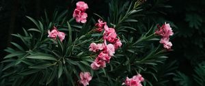 Preview wallpaper flowers, branch, bloom, pink, green, plant