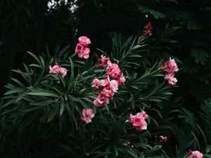 Preview wallpaper flowers, branch, bloom, pink, green, plant