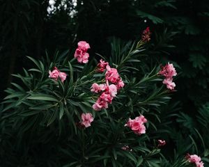 Preview wallpaper flowers, branch, bloom, pink, green, plant