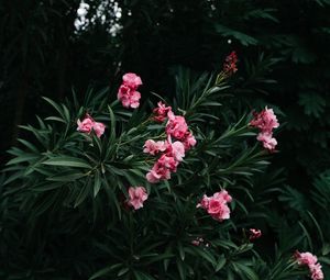 Preview wallpaper flowers, branch, bloom, pink, green, plant