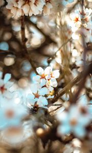 Preview wallpaper flowers, branch, bloom, spring, boke