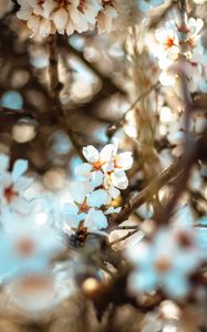 Preview wallpaper flowers, branch, bloom, spring, boke