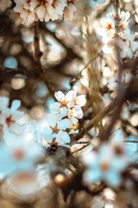 Preview wallpaper flowers, branch, bloom, spring, boke