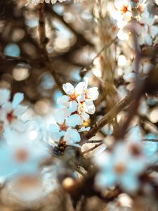 Preview wallpaper flowers, branch, bloom, spring, boke