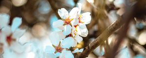 Preview wallpaper flowers, branch, bloom, spring, boke