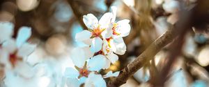Preview wallpaper flowers, branch, bloom, spring, boke