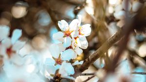 Preview wallpaper flowers, branch, bloom, spring, boke