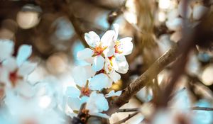 Preview wallpaper flowers, branch, bloom, spring, boke
